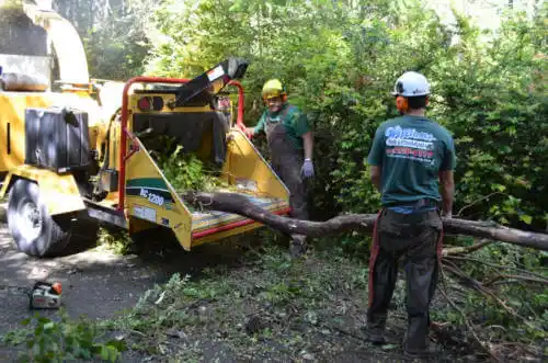 tree services Minneapolis